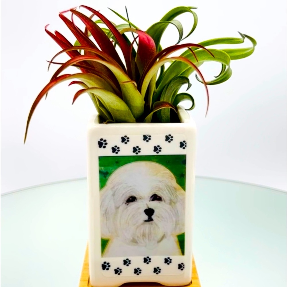 MALTESE Dog Art 
Hand Crafted Home Decor Planter Office Desktop Organizer Gifts